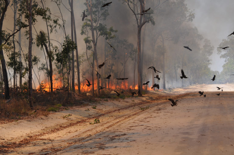 Black kites (Milvus migrans) circle near a roadway during a fire on the Cape York Peninsula in Queensland, Australia. Dick Eussen