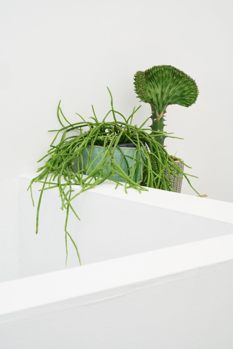 'Becoming Plant' at Tenderpixel